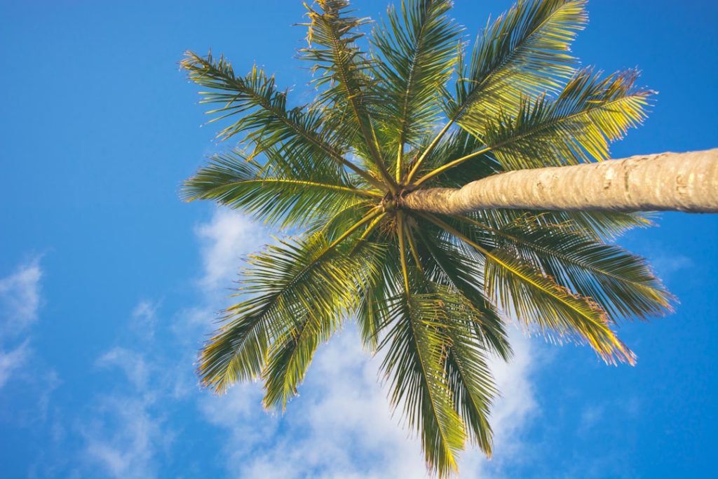 Photo Coconut palms